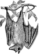Eptesicus Fuck Yeah